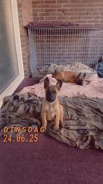 Mechelse herder pups te koop, Dieren en Toebehoren, Honden | Herdershonden en Veedrijvers, Rabiës (hondsdolheid), 8 tot 15 weken