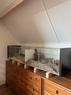 Gerbil/hamster hok, Dieren en Toebehoren, Knaagdieren en Konijnen | Hokken en Kooien, 110 cm of meer, Hamster, Zo goed als nieuw