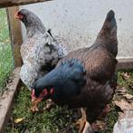 2 super mooie hennen kippen kip, Dieren en Toebehoren, Pluimvee, Vrouwelijk, Kip