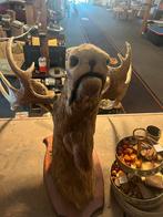 Opgezette grote eland, Verzamelen, Dierenverzamelingen, Ophalen, Zo goed als nieuw, Wild dier, Gewei of Kop