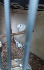 Bonte koerduifjes  _tortel duifjes_ lachduifjes, Dieren en Toebehoren, Meerdere dieren, Overige soorten