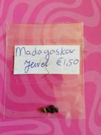 Madagascar Jewel zaden, Ophalen of Verzenden, Overige soorten, Minder dan 100 cm