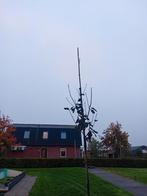 Meelbes boom, Overige soorten, Lente, 250 tot 400 cm, Ophalen