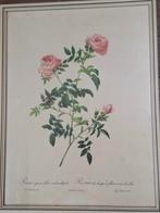 Vintage prent van een roos, Antiek en Kunst, Ophalen