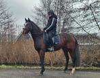 6jarige bijzonder mooie en lieve merrie 154cm, Dieren en Toebehoren, Pony's, Merrie, Met stamboom, 3 tot 6 jaar, L