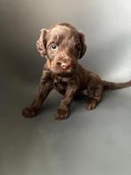 Australian Labradoodle pups, Overige rassen, CDV (hondenziekte), 8 tot 15 weken, Meerdere