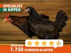 Barnevelder groot | Jonge dieren | Passend advies, Dieren en Toebehoren, Pluimvee, Meerdere dieren, Kip