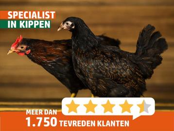Barnevelder groot | Jonge dieren | Passend advies beschikbaar voor biedingen