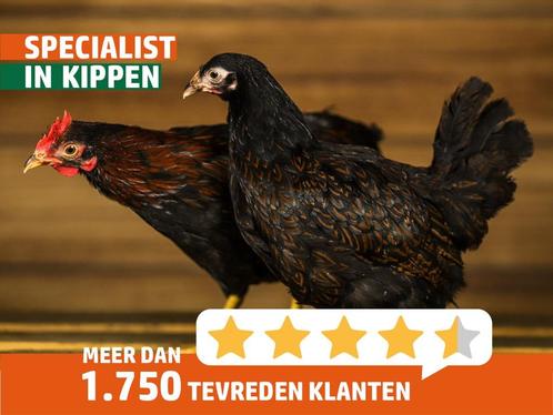 Barnevelder groot | Jonge dieren | Passend advies, Dieren en Toebehoren, Pluimvee, Kip, Meerdere dieren