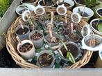 Allerlei kamerplant stekjes +++Ruil mij!!+++, Huis en Inrichting, Kamerplanten, Ophalen, Overige soorten, Minder dan 100 cm