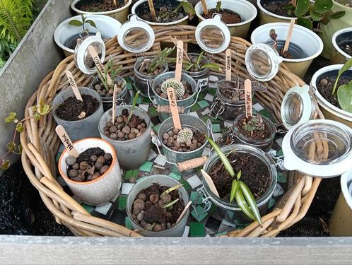 Allerlei kamerplant stekjes +++Ruil mij!!+++, Huis en Inrichting, Kamerplanten, Overige soorten, Minder dan 100 cm, Ophalen