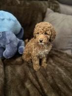 Cockapoo pups F1B, Dieren en Toebehoren, Parvo, Overige rassen, 8 tot 15 weken, Meerdere