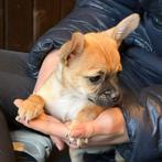 Laatste jackrussel x chihauhau pup te koop, 8 tot 15 weken, Teef, Parvo, Eén hond