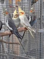 Valkparkieten, Dieren en Toebehoren, Vogels | Parkieten en Papegaaien, Meerdere dieren, Parkiet, Geringd