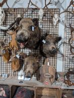 3x opgezet wild ever zwijn borst preparaat hert taxidermy, Ophalen of Verzenden, Nieuw, Wild dier, Opgezet dier