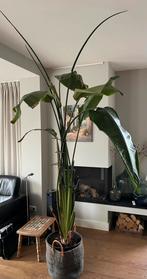 Strelitzia Nicolai groot, Ophalen, Overige soorten, In pot