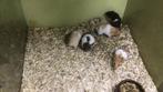 Jonge goudhamsters, Syrische hamsters, hamster, Hamster, Meerdere dieren, Tam, September