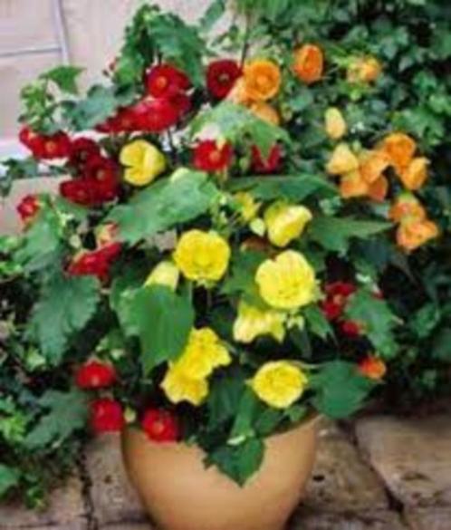 Abutilon mix zaden (Lantaarnplant), Tuin en Terras, Bloembollen en Zaden, Zaad, Voorjaar, Volle zon, Ophalen of Verzenden