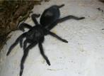 Grammostola pulchra 3jaar, Dieren en Toebehoren, Insecten en Spinnen