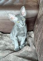 💖Lily💖 Mixje Cornish rex X Peterbald, Dieren en Toebehoren, Katten en Kittens | Raskatten | Korthaar, Poes, Gechipt, 0 tot 2 jaar