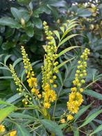 Bijzondere Mahonie Struik / Mahonia Eurybracteata, Vaste plant, Halfschaduw, Herfst, Ophalen
