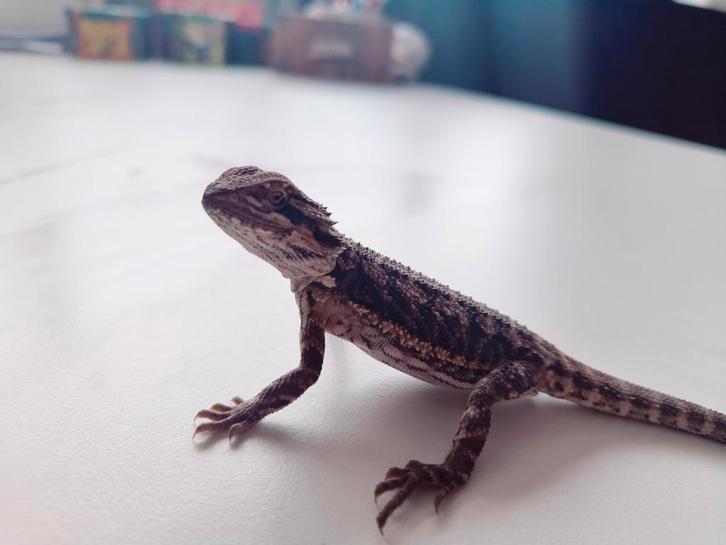 Jonge Baardagaam Man