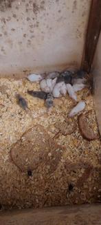 Muizen, Oktober, Meerdere dieren, Overige typen