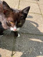 Schattige zwart witte boerderij kittens, Dieren en Toebehoren, Katten en Kittens | Overige Katten, Meerdere dieren