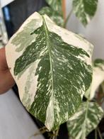 Monstera albo variegata stekje, Overige soorten, Minder dan 100 cm, Bloeiende kamerplant, Halfschaduw