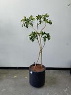 Kamer plant Schefflera vingerplant op hydrocultuur in pot, Ophalen, 100 tot 150 cm, Overige soorten, Halfschaduw