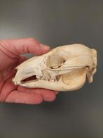 B-grade Bennettwallaby schedel, Verzenden