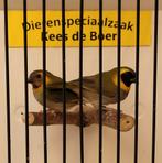 Koppeltje cubavinken, Meerdere dieren