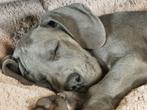 Duitse dog pups, Dieren en Toebehoren, Honden | Bulldogs, Pinschers en Molossers, Rabiës (hondsdolheid), Meerdere, 8 tot 15 weken
