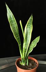 Sanseveria (Sansevieria trifasciata)/(Dracaena trifasciata), Minder dan 100 cm, Ophalen of Verzenden, In pot, Bloeiende kamerplant