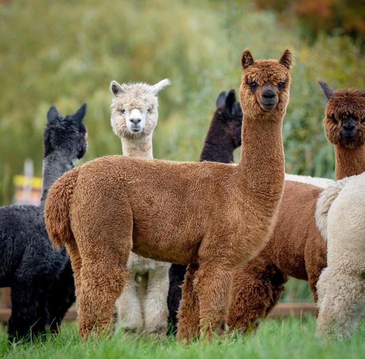 VERKOCHT: Fawn Alpaca merrie, Dieren en Toebehoren, Overige Dieren, Vrouwelijk, Juni