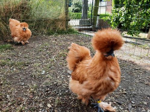 Broedeieren zijdehoenkriel buff kleur., Dieren en Toebehoren, Pluimvee, Kip, Geslacht onbekend