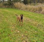 aanhankelijke jonge Mechelse herder reu, Dieren en Toebehoren, Honden | Herdershonden en Veedrijvers, Rabiës (hondsdolheid), 15 weken tot 1 jaar