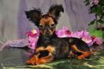Russkiy Toy  pups, Dieren en Toebehoren, Honden | Chihuahua's en Gezelschapshonden, Fokker | Hobbymatig, 15 weken tot 1 jaar, Overige rassen