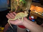 Jonge jemen kameleon, Hagedis, Tam, 0 tot 2 jaar
