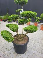 Ilex crenata convexa bonsai, Tuin en Terras, Halfschaduw, Overige soorten, Lente, Minder dan 100 cm