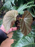 Begonia corallina Lucerna for free, Ophalen of Verzenden, Halfschaduw, Minder dan 100 cm