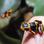 Ranitomeya summersi, Dieren en Toebehoren, Amfibie, 0 tot 2 jaar