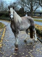 Super mooie, lieve bretton merrie, 5jr, 1.60m, Dieren en Toebehoren, Paarden, Merrie, Zadelmak, 3 tot 6 jaar, Met stamboom