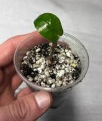 Alocasia Zebrina, Ophalen, Halfschaduw, Minder dan 100 cm, Groene kamerplant