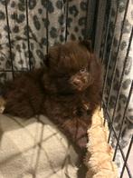 Pomeriaan pups, Overige rassen, 8 tot 15 weken, Meerdere, Meerdere dieren