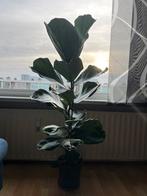 Ficus Lyrata tabaksplant vioolplant te koop 125 cm hoogte, Ophalen, Ficus, Halfschaduw