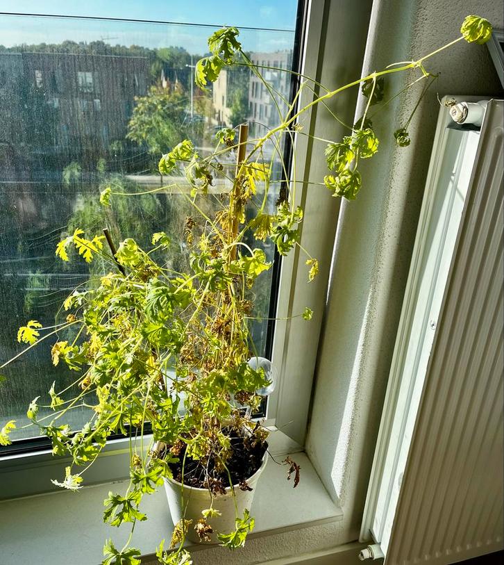 Citronella Plant, Huis en Inrichting, Kamerplanten, Overige soorten, Minder dan 100 cm, Groene kamerplant, Volle zon, In pot, Ophalen