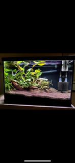Superfish aquarium 60L ingedraaid met planten en vele extra, Dieren en Toebehoren, Vissen | Aquaria en Toebehoren, Ophalen of Verzenden