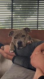 Amerikaanse stafford voor herplaatsing, Reu, American Staffordshire Terriër, Eén hond, 3 tot 5 jaar