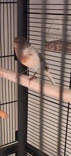 Kanarie man fluitende van 2025 Zonder kooi gelijk ophalen, Mannelijk, Kleurkanarie